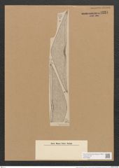 Amphora rhombica Kitton. (de-Toni-Nr.: Genus 36, Species 1675) Zeichnungen Sammlung Grunow Nr. 3224 (NHMW-BOT-W0370682)